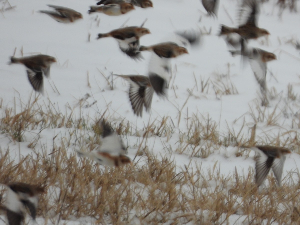 Snow Bunting - ML646343787