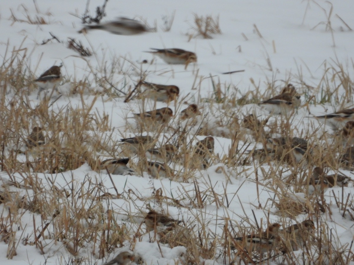 Snow Bunting - ML646343788