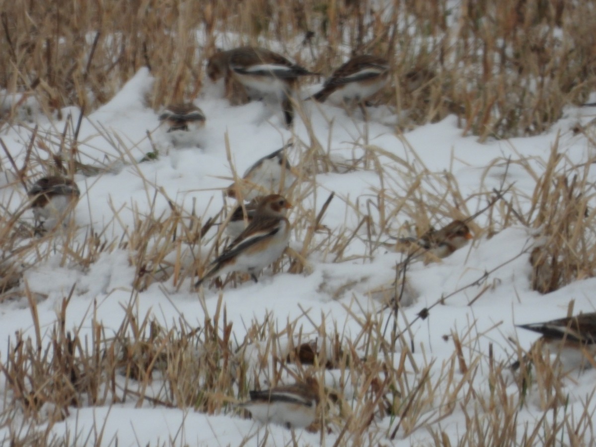 Snow Bunting - ML646343789