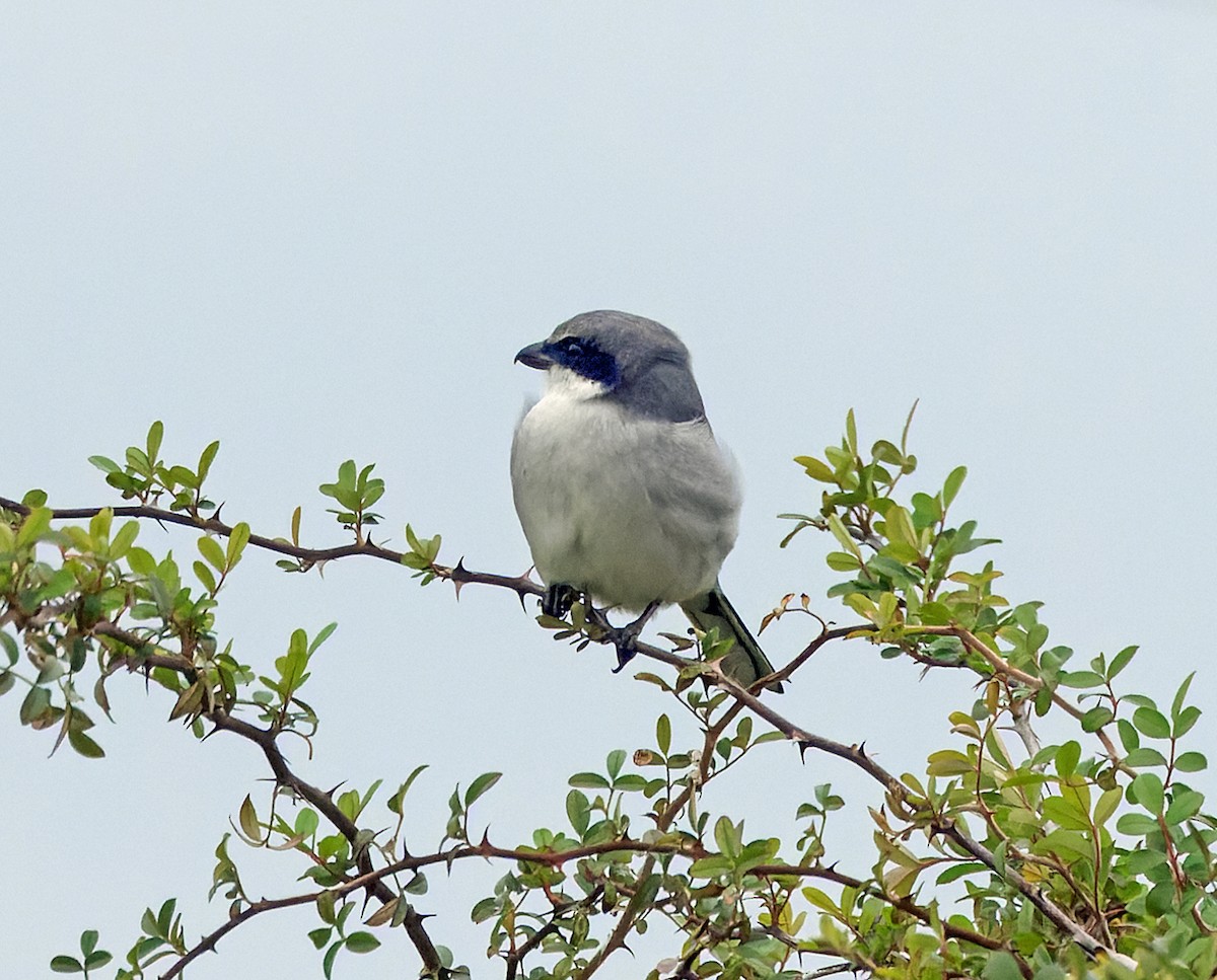 Loggerhead Shrike - ML646343791