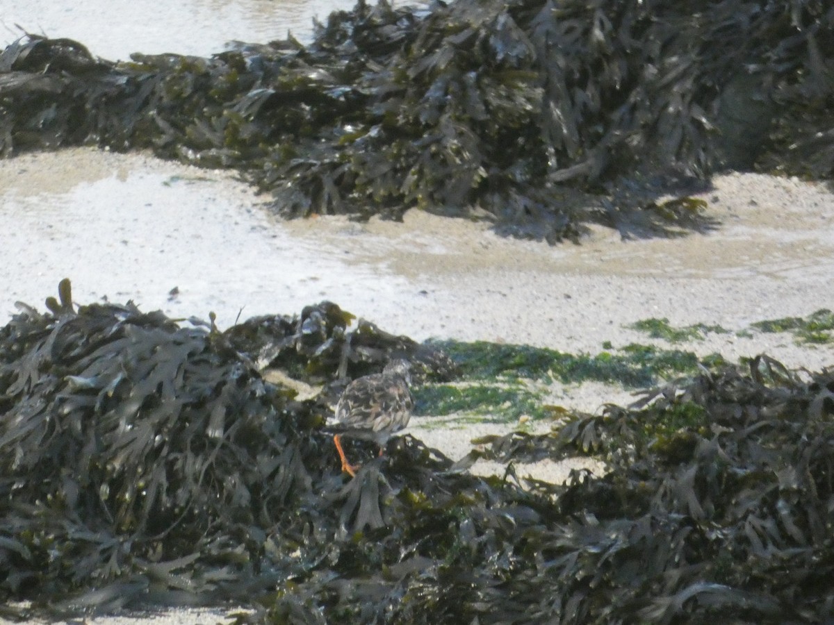 Ruddy Turnstone - ML646343792
