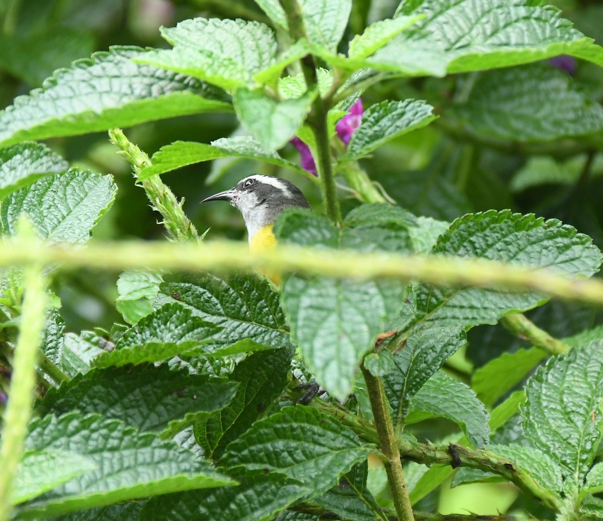 Bananaquit - ML646343793