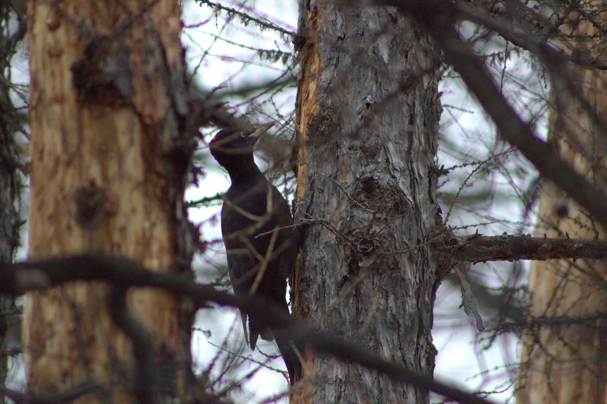 Black Woodpecker - ML646343795