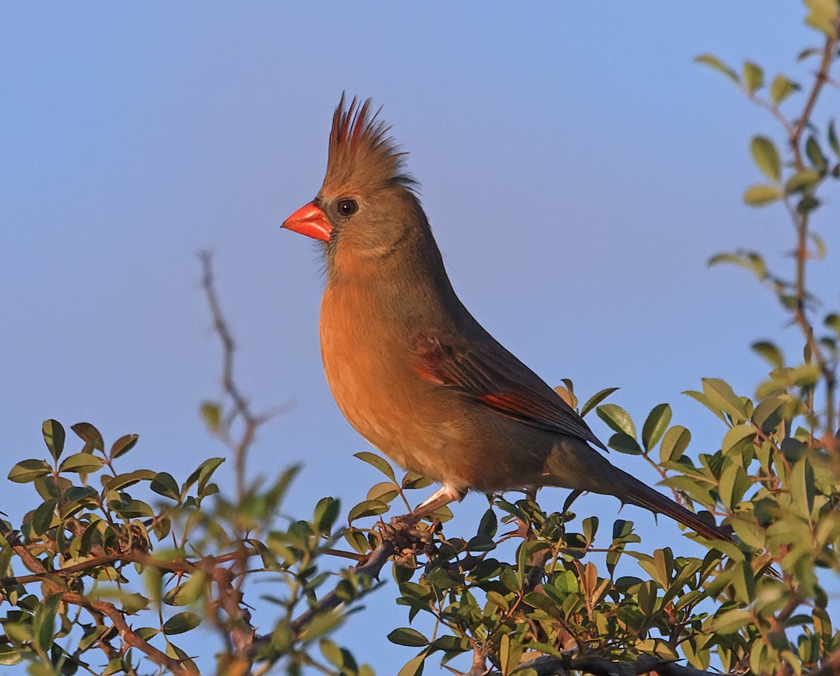 Northern Cardinal - ML646343797