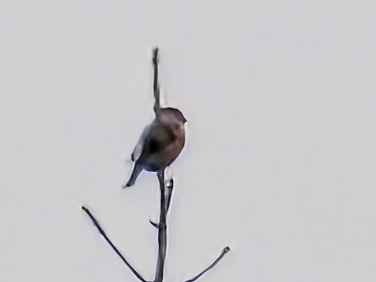 Eurasian Bullfinch - ML646343799