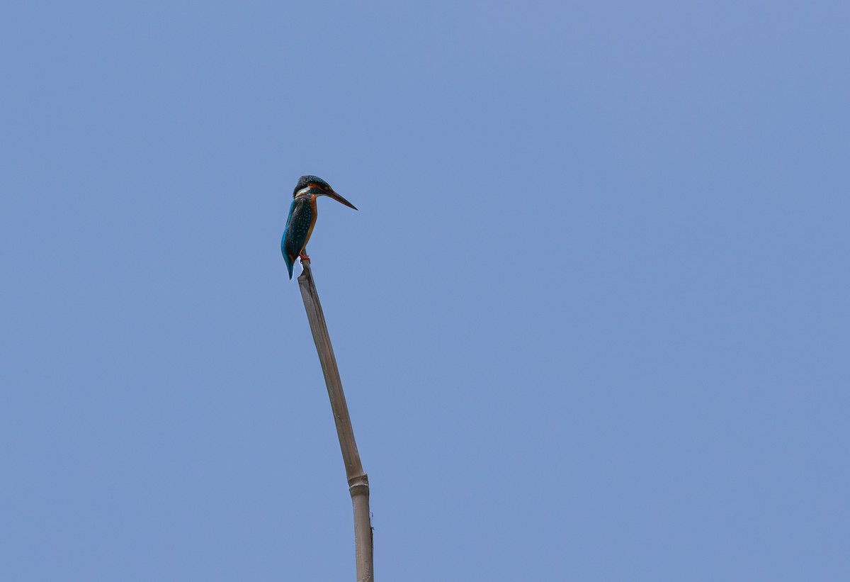 Common Kingfisher - ML646343801