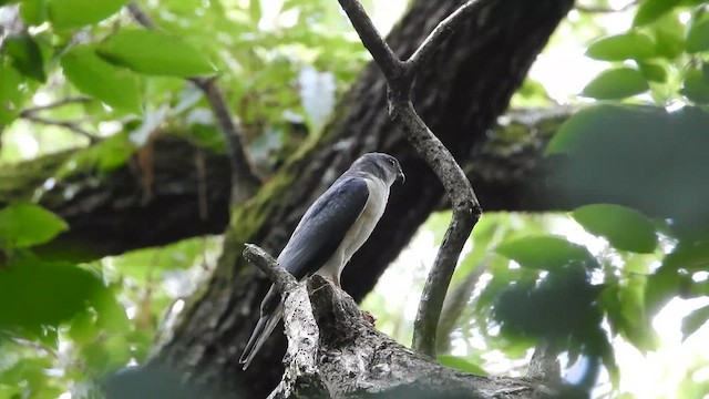 Japanese Sparrowhawk - ML646343802