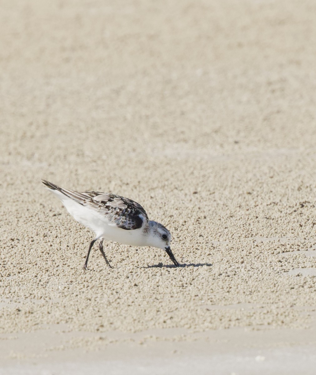 Sanderling - ML646343803