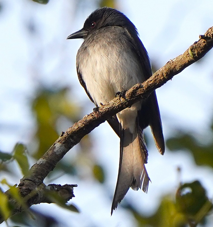 White-bellied Drongo - ML646343808