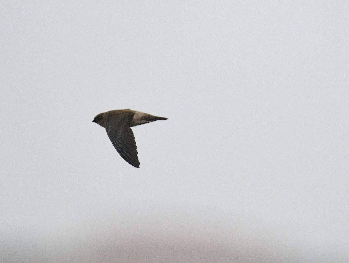 White-nest Swiftlet - ML646343809
