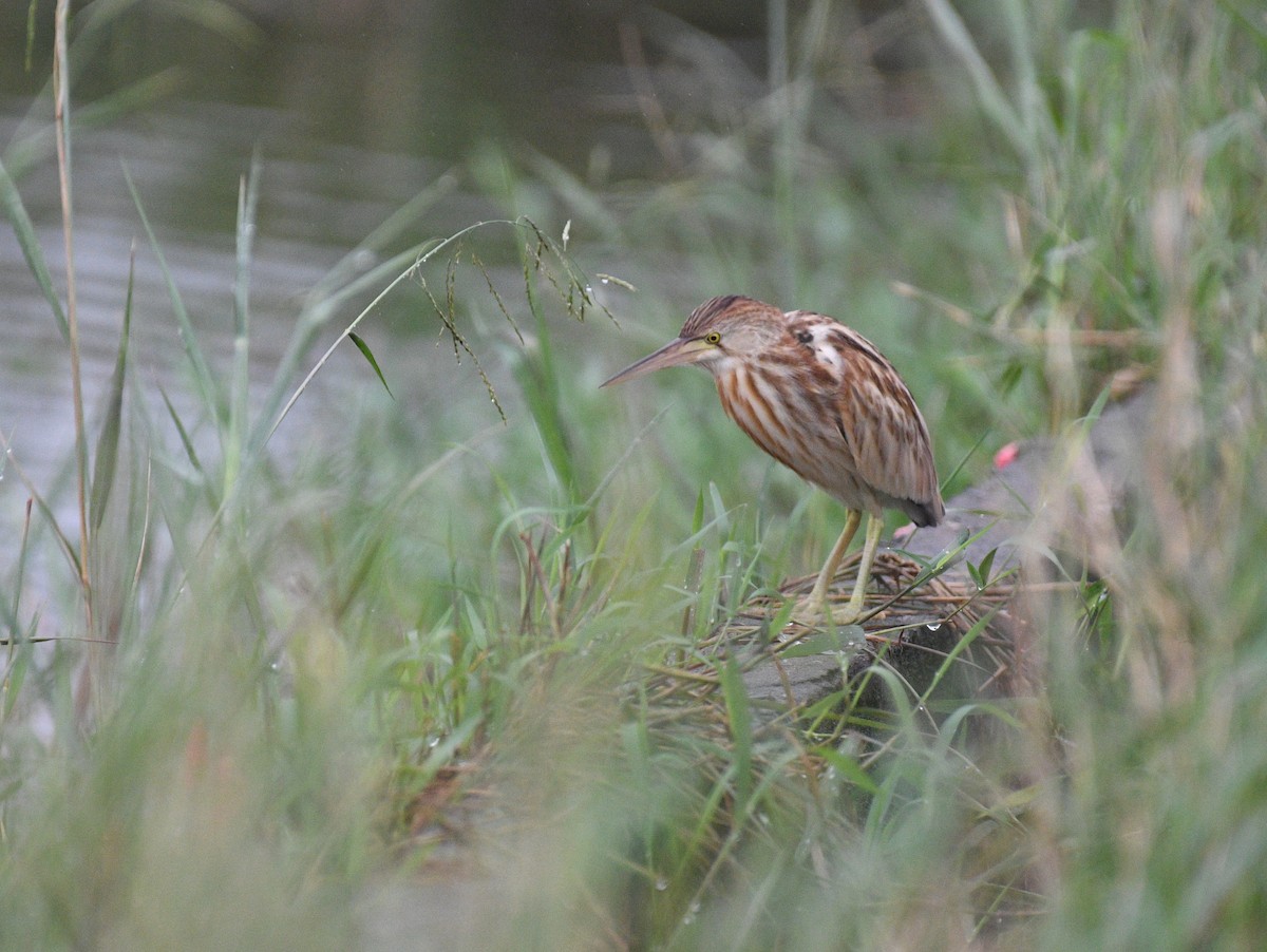Yellow Bittern - ML646343816
