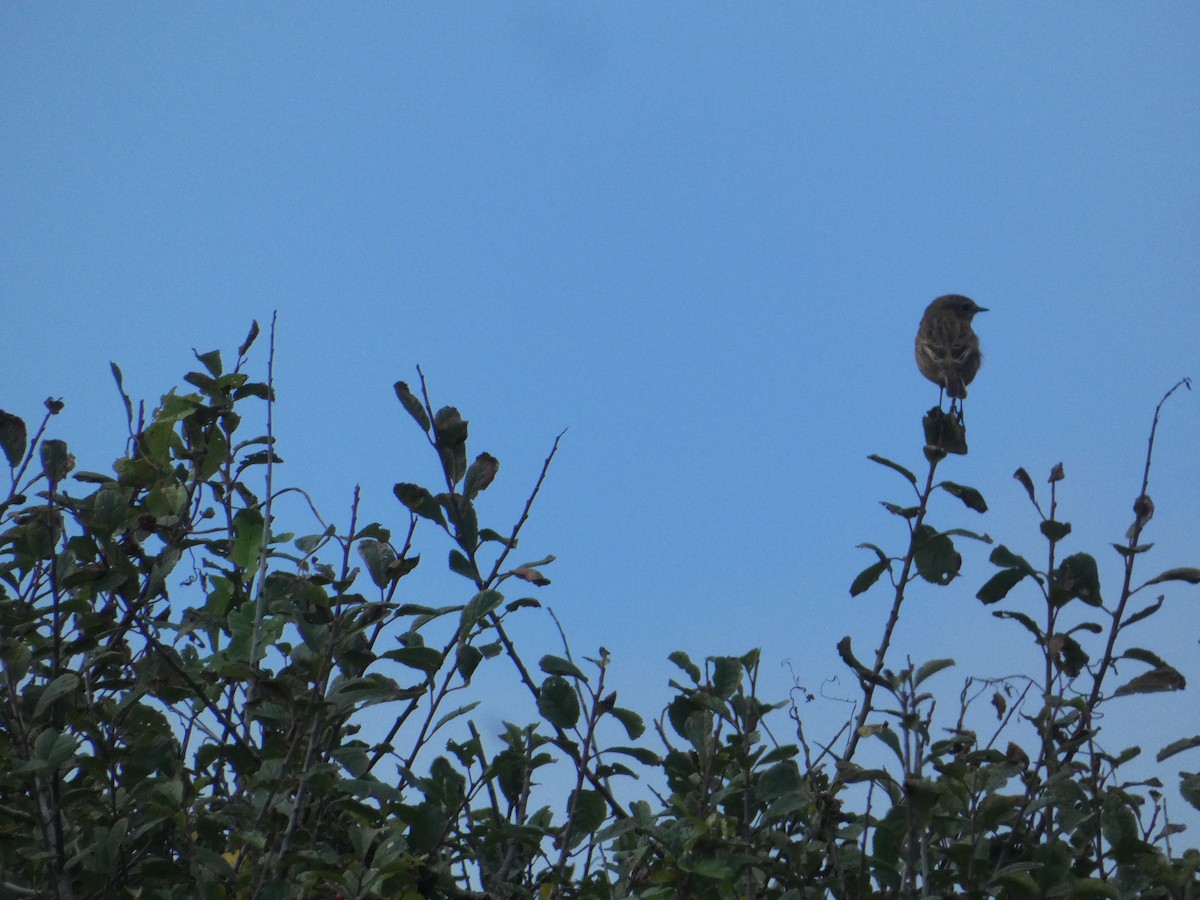 European Stonechat - ML646343817