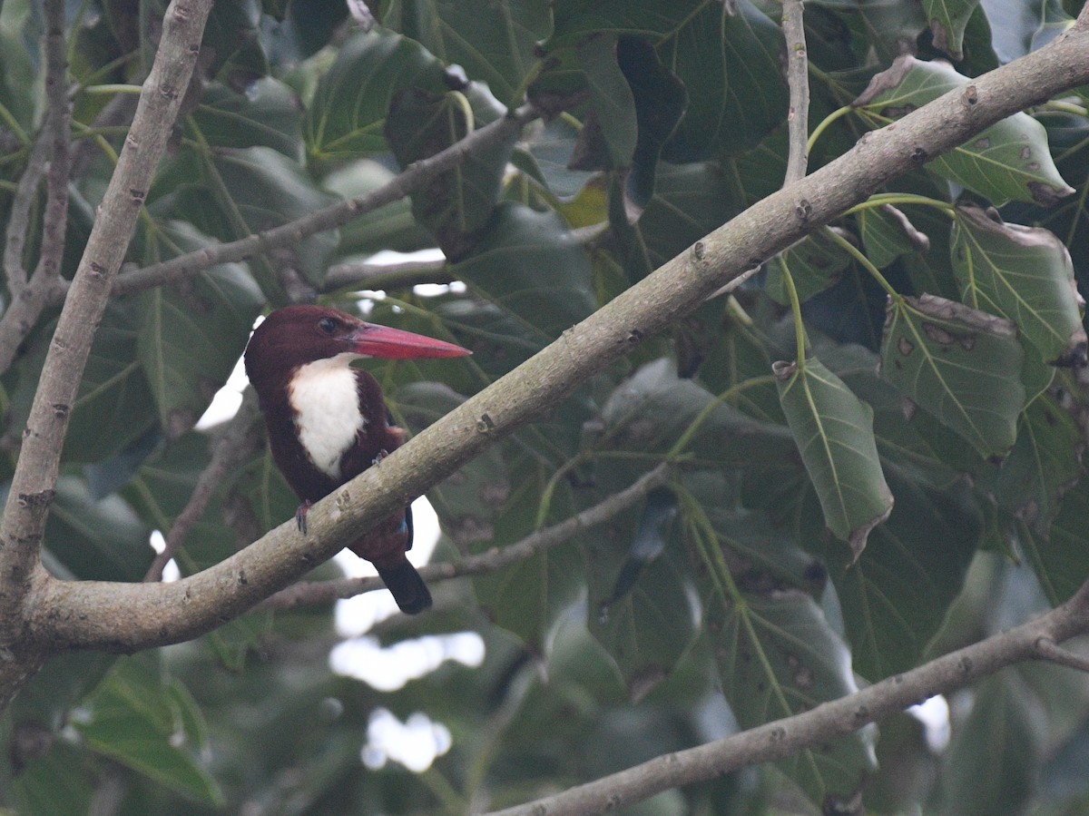 White-throated Kingfisher - ML646343820