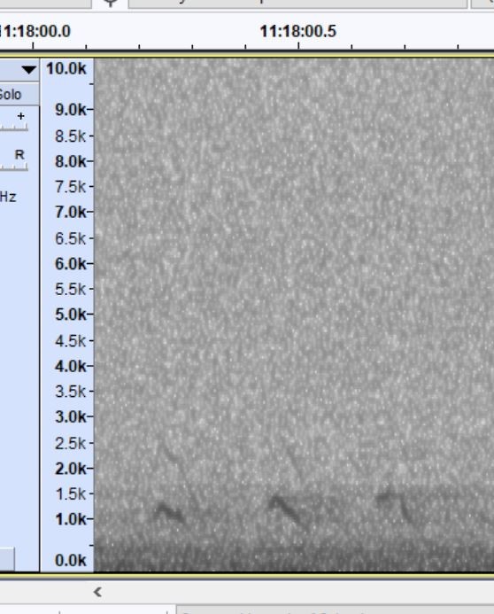 Northern Saw-whet Owl - ML646343822