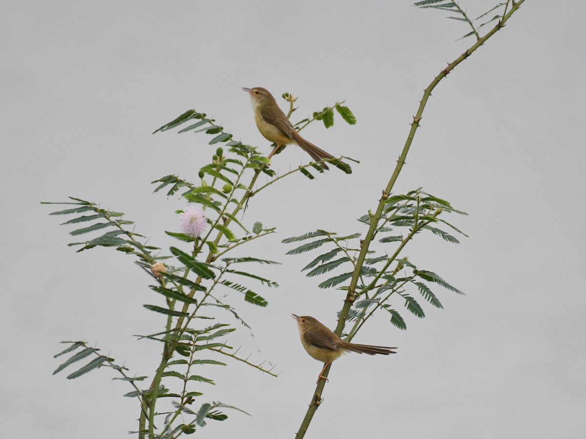 Plain Prinia - ML646343824