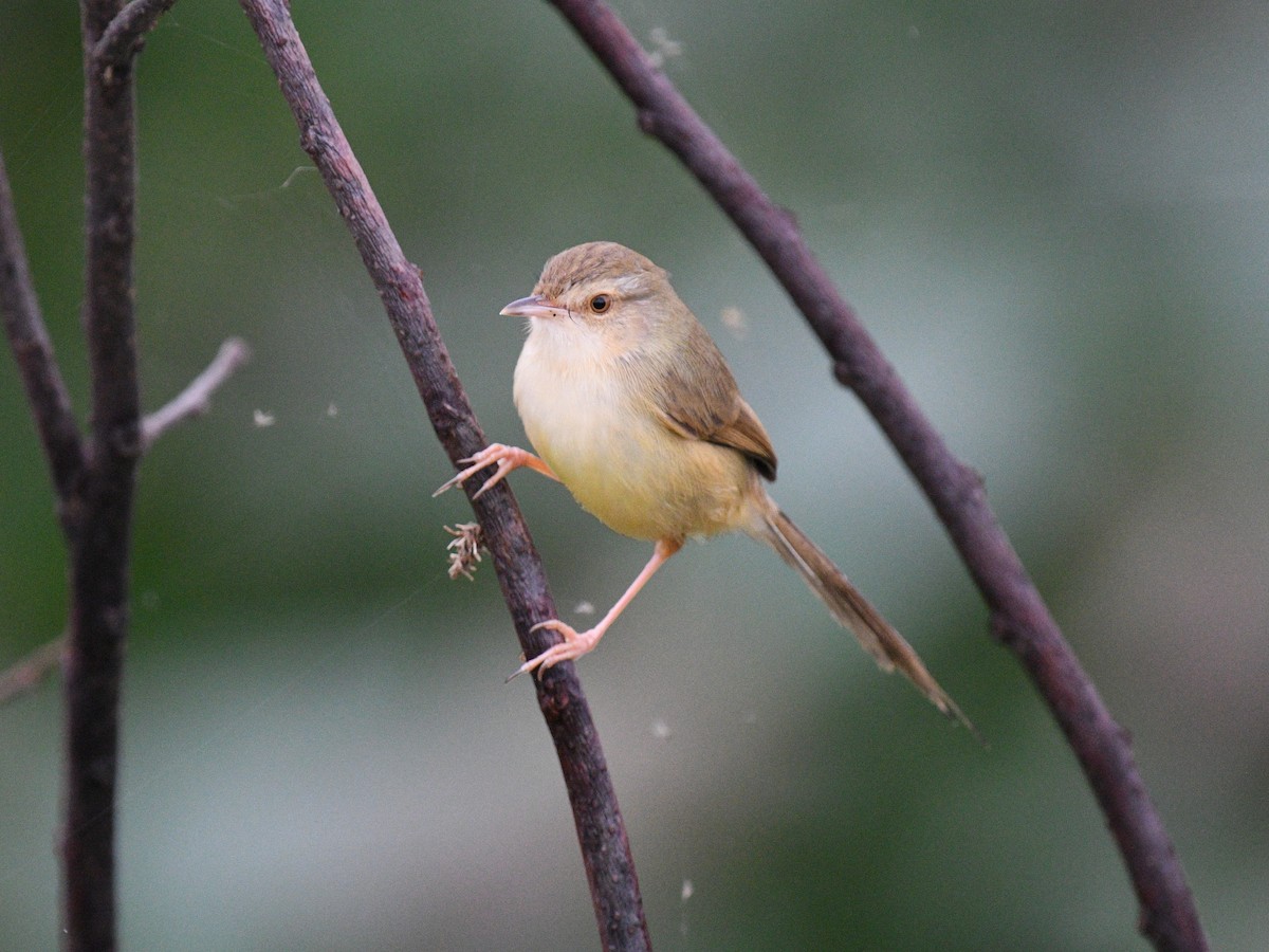 Plain Prinia - ML646343825