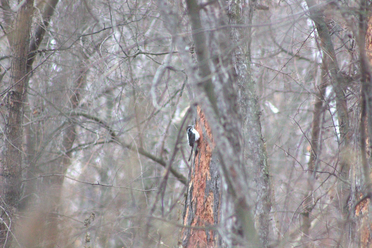 Eurasian Three-toed Woodpecker (Eurasian) - ML646343826