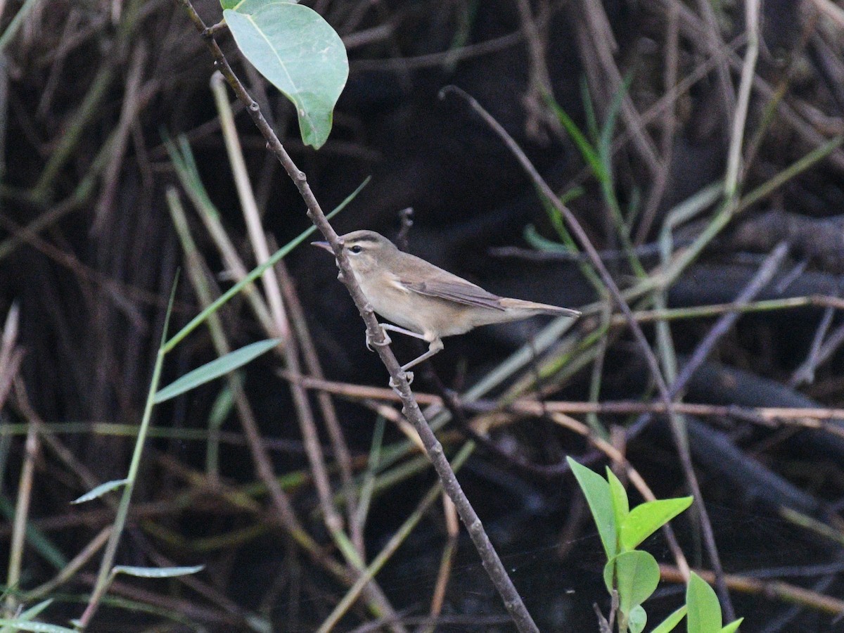 Black-browed Reed Warbler - ML646343828