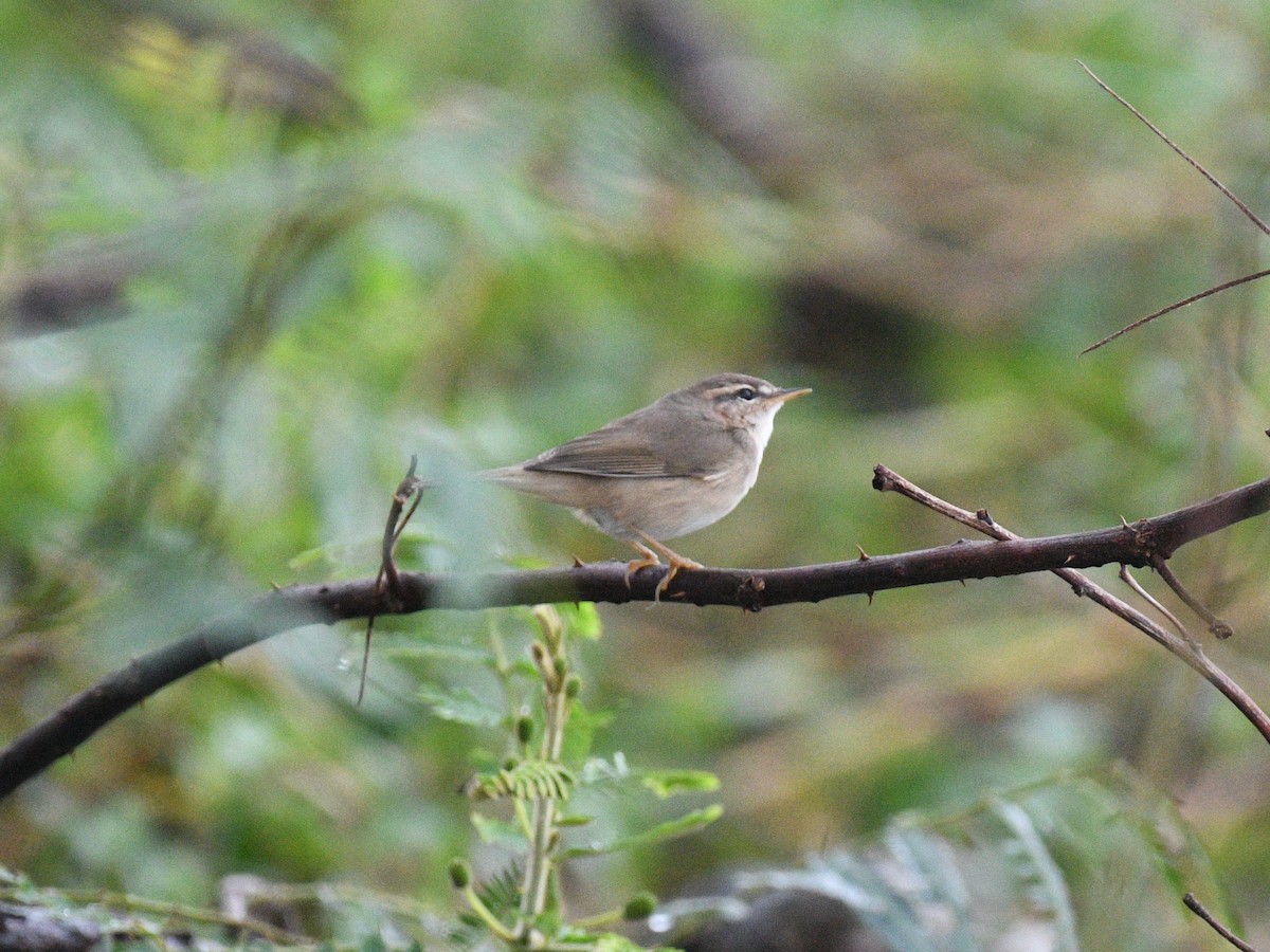 עלווית כהה - ML646343831