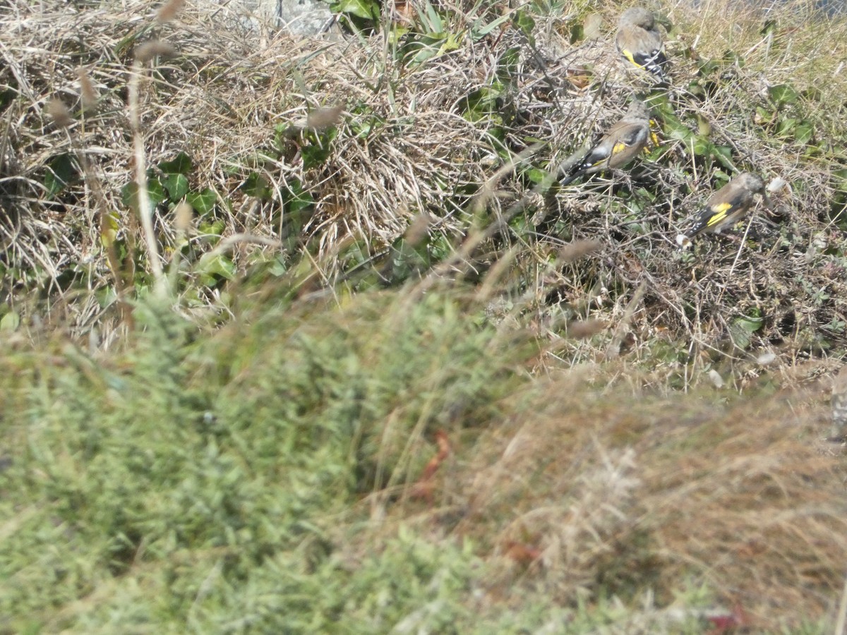 European Goldfinch - ML646343839