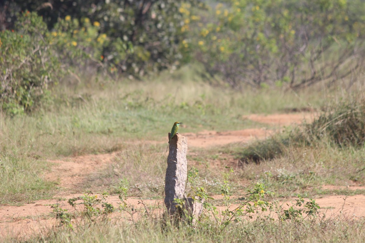 Asian Green Bee-eater - ML646343843
