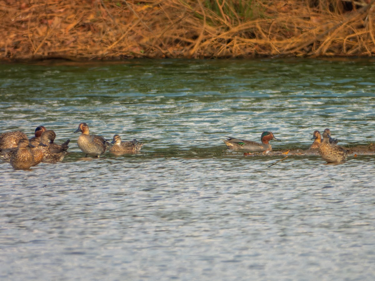 Green-winged Teal - ML646343844