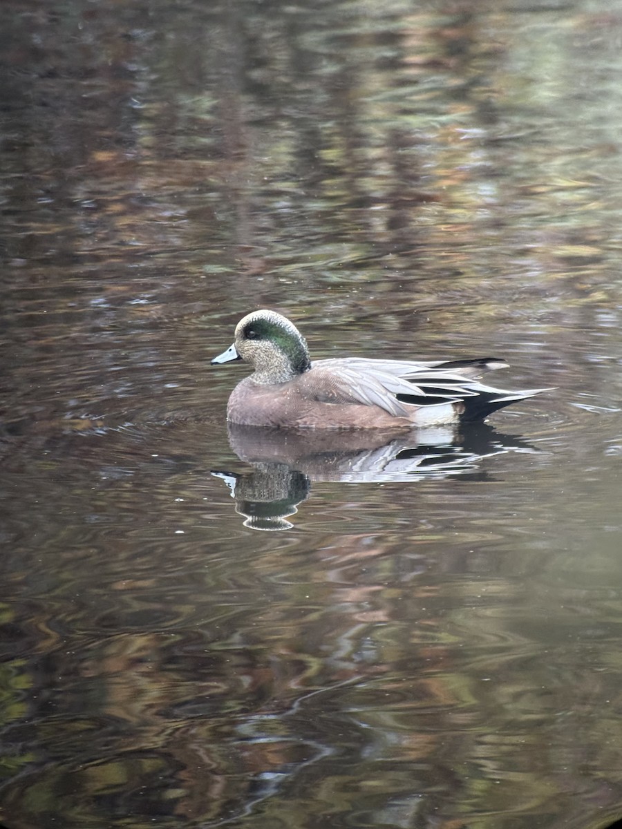 葡萄胸鴨 - ML646343846