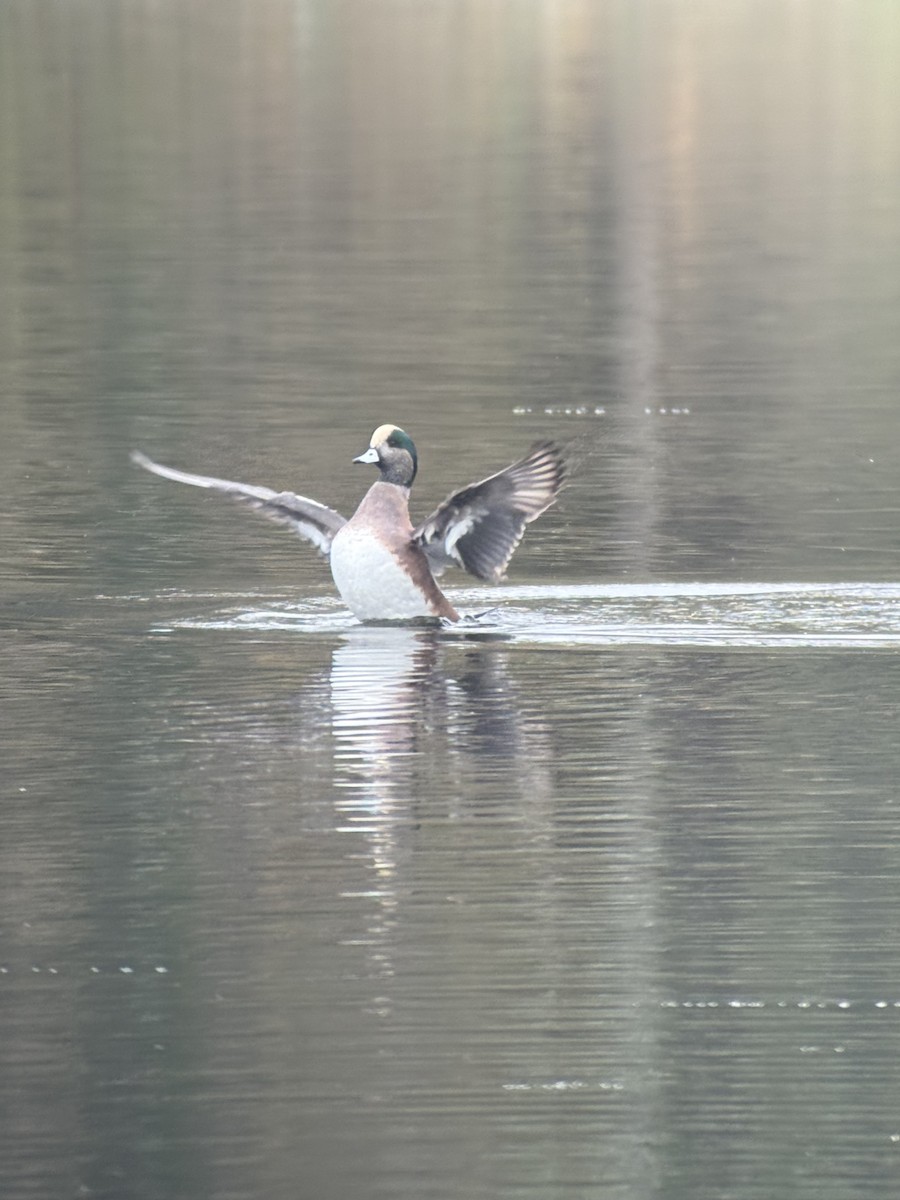 葡萄胸鴨 - ML646343847