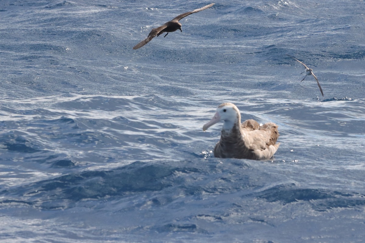 Gray-faced Petrel - ML646343861