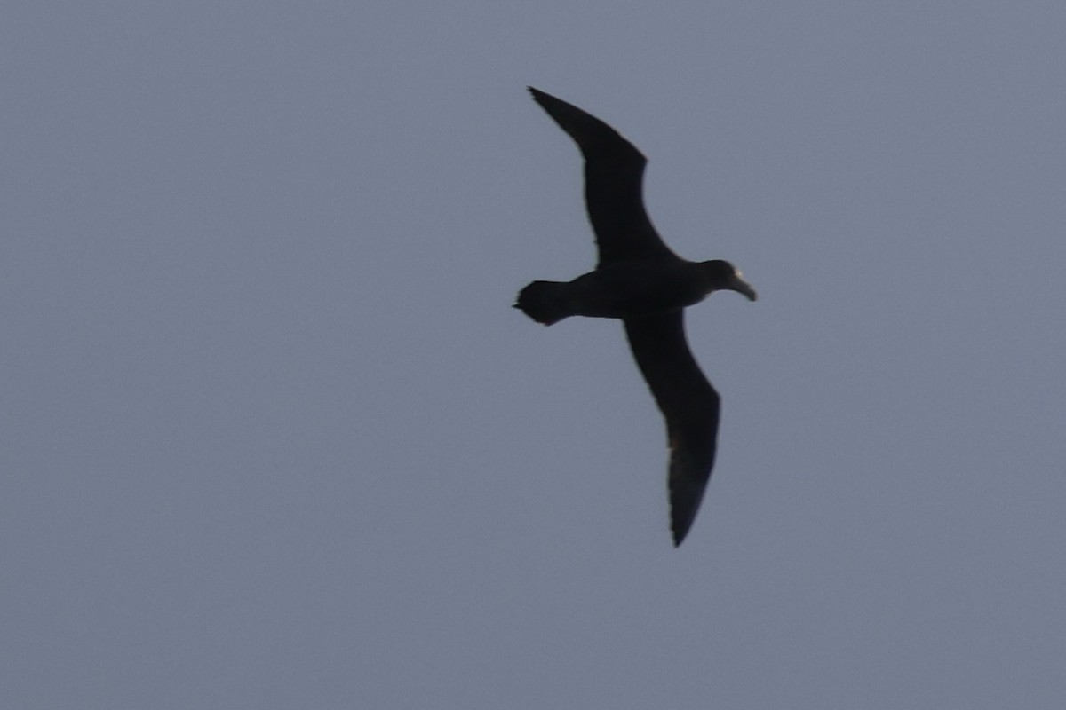 Antarktik Dev Fırtınakuşu - ML646343862