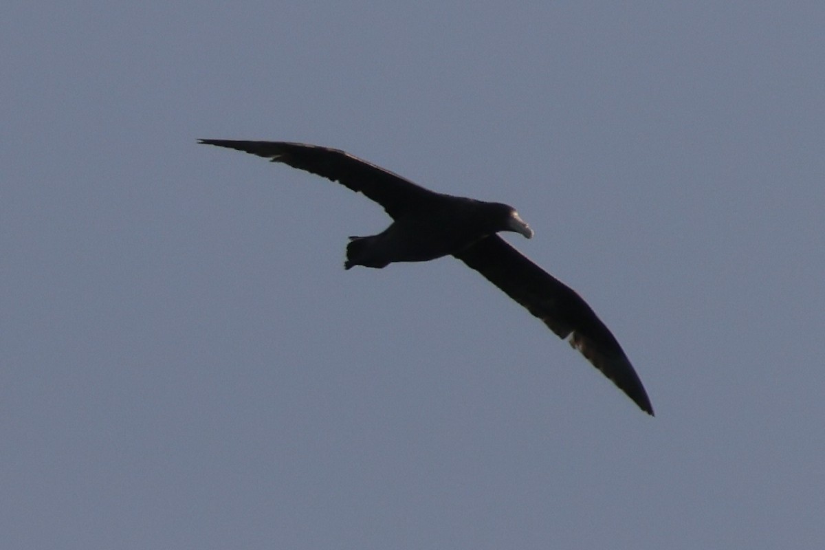 Antarktik Dev Fırtınakuşu - ML646343863