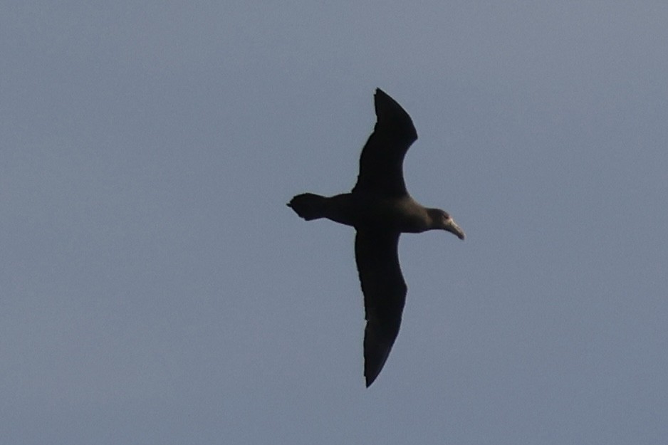 Antarktik Dev Fırtınakuşu - ML646343864