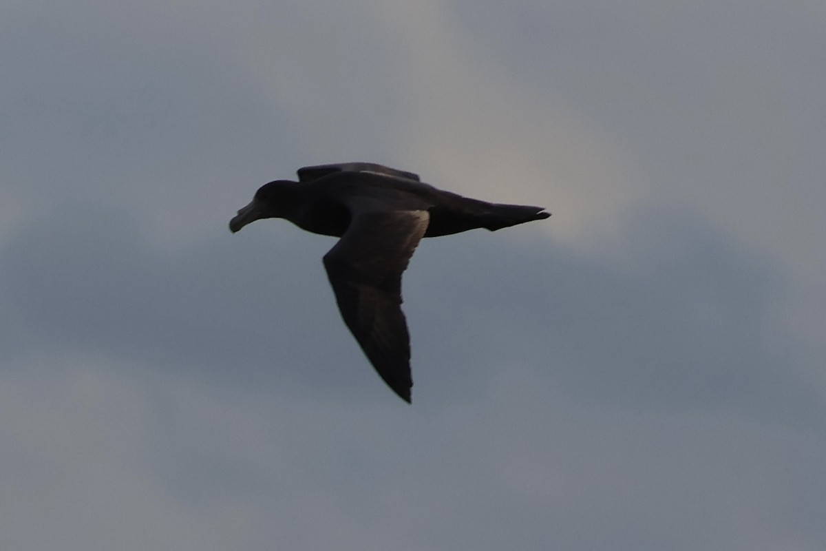 Antarktik Dev Fırtınakuşu - ML646343865