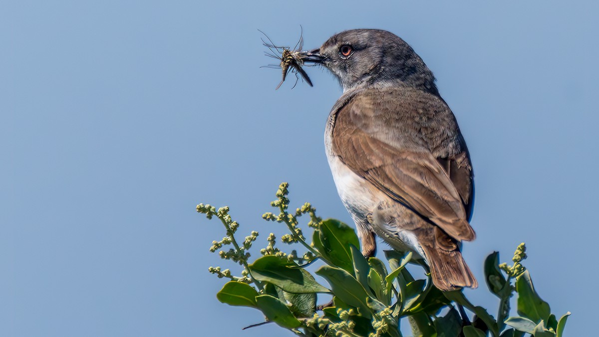 White-fronted Chat - ML646343868