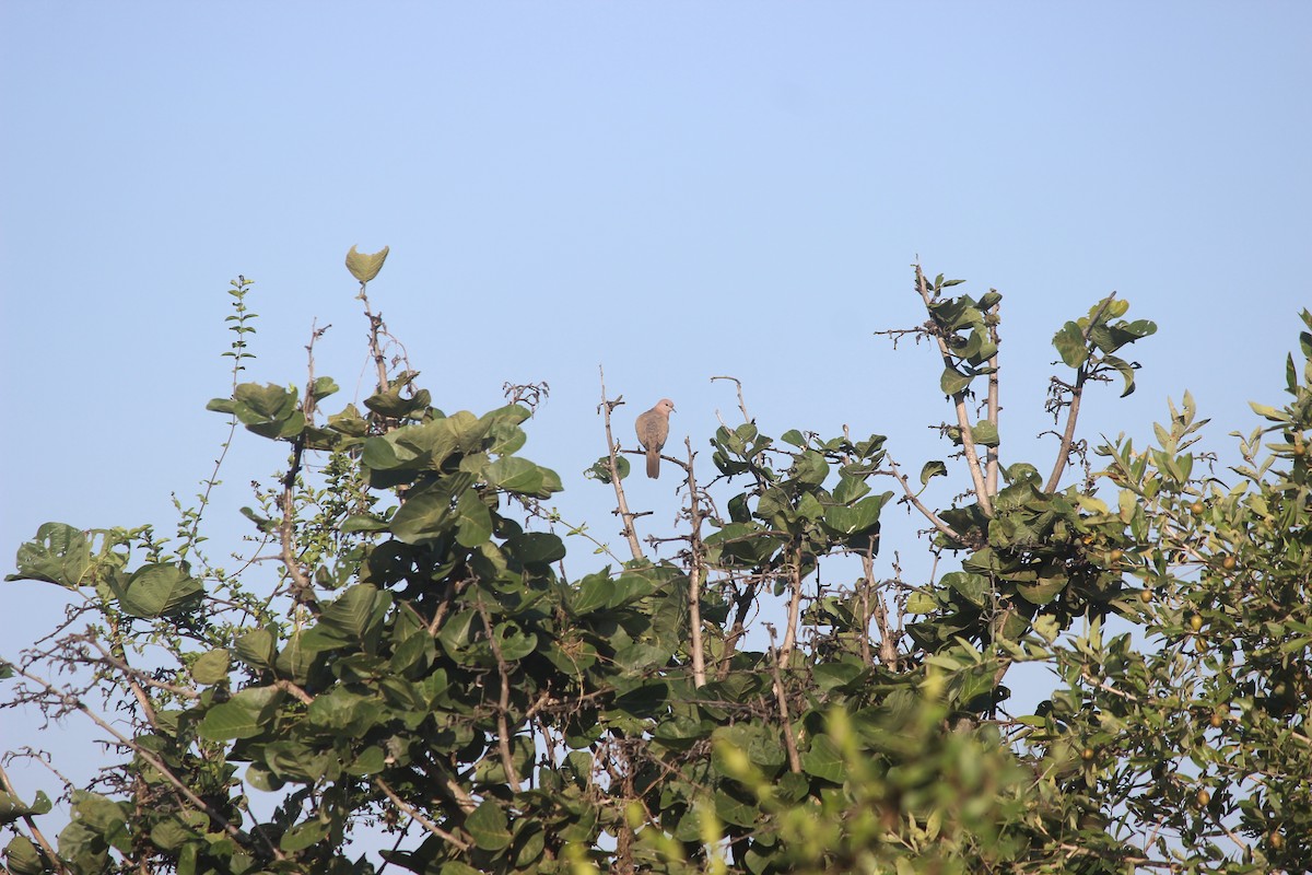 Laughing Dove - ML646343874