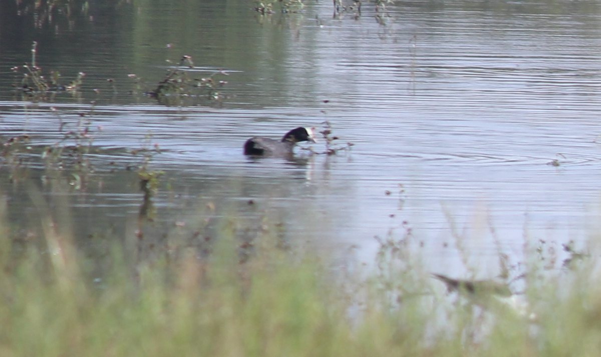 Eurasian Coot - ML646343875