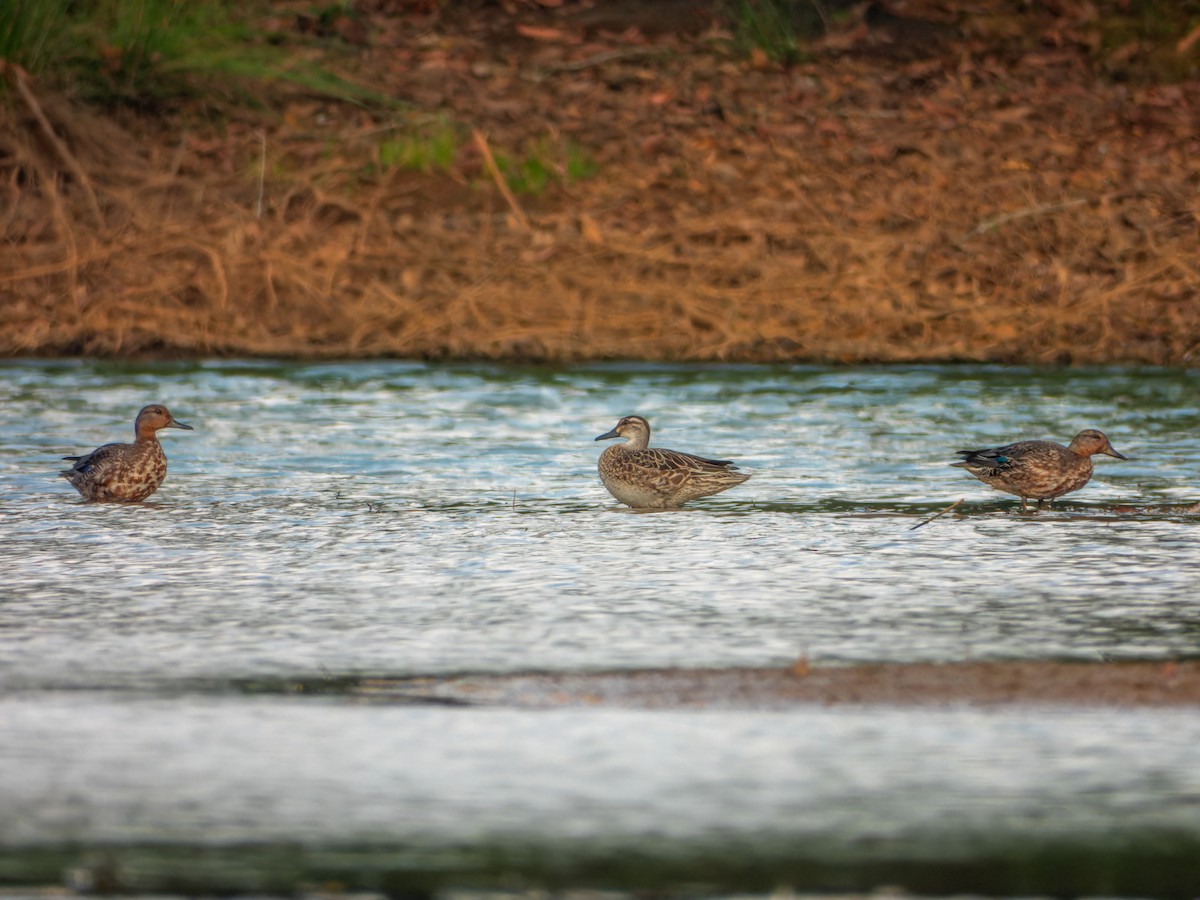 Garganey - ML646343876
