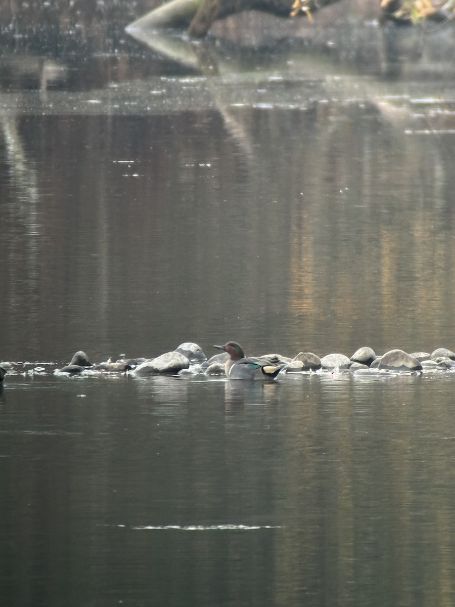 小水鴨 - ML646343877