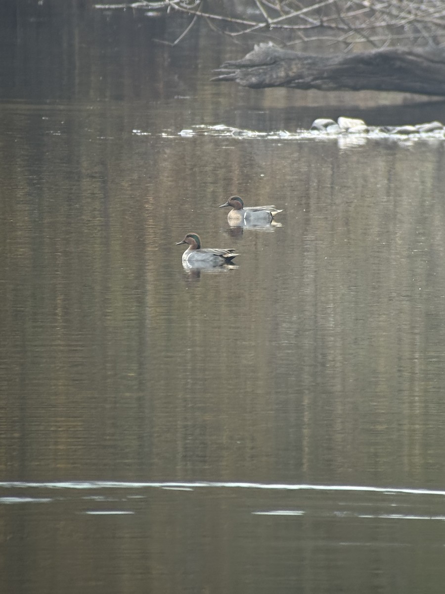 小水鴨 - ML646343878