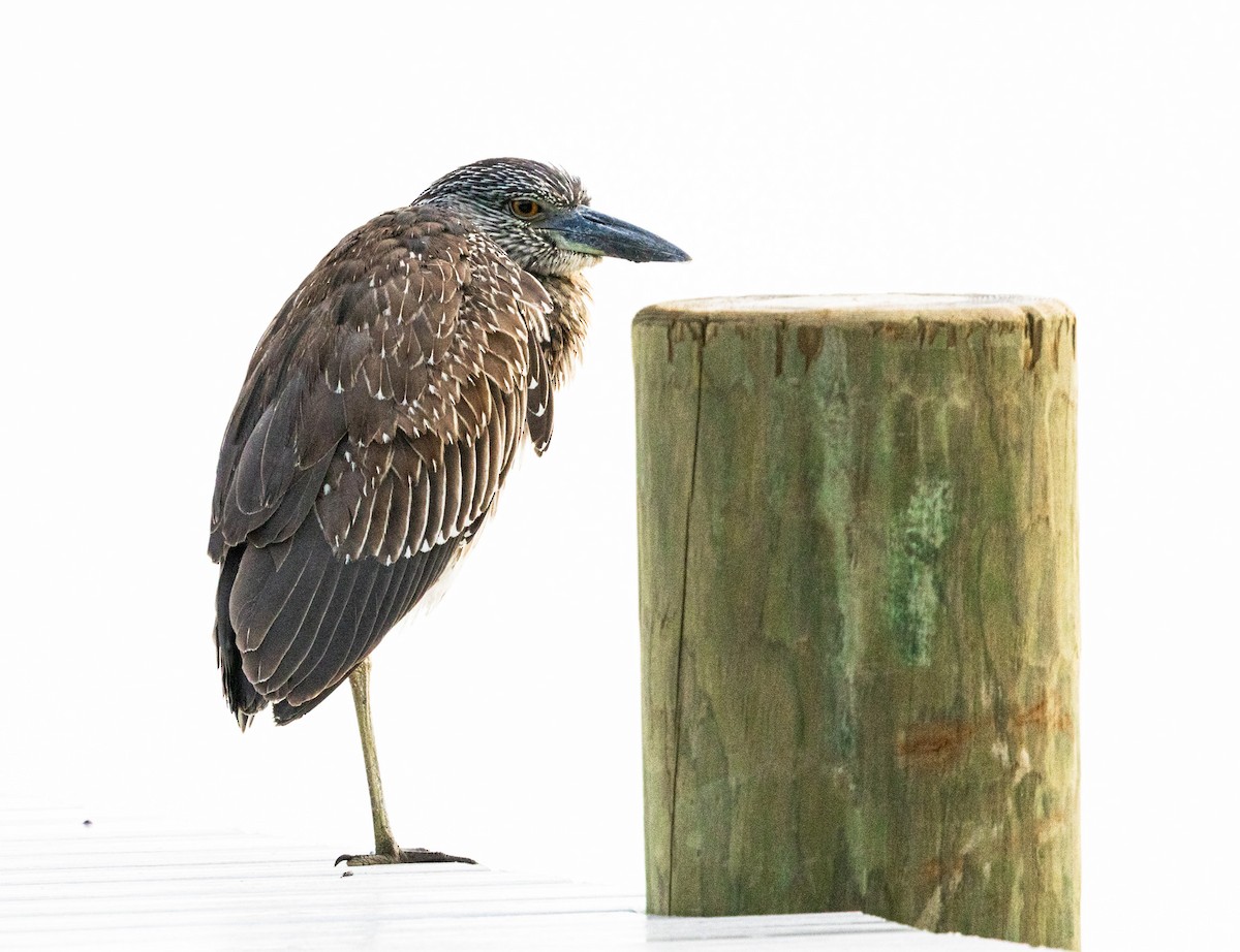 אנפת לילה צהובת-כיפה - ML646343879