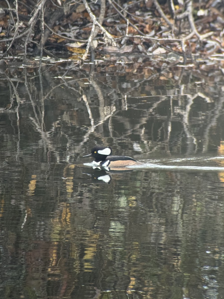 Hooded Merganser - ML646343880