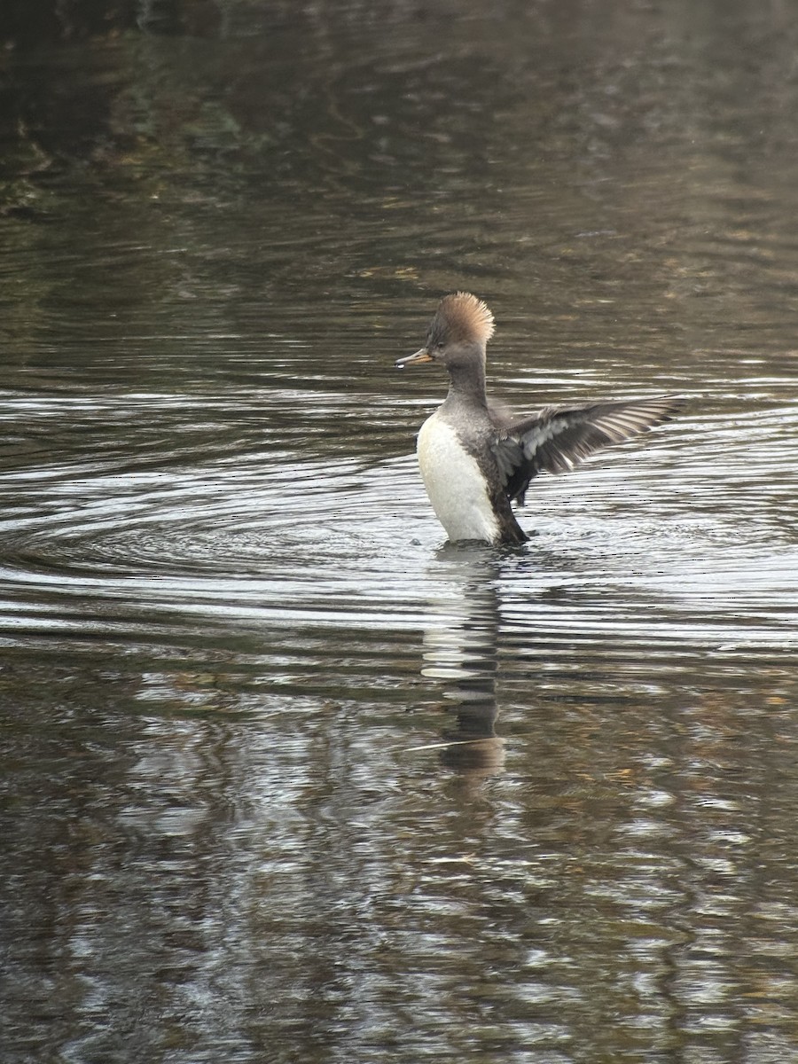 Hooded Merganser - ML646343881