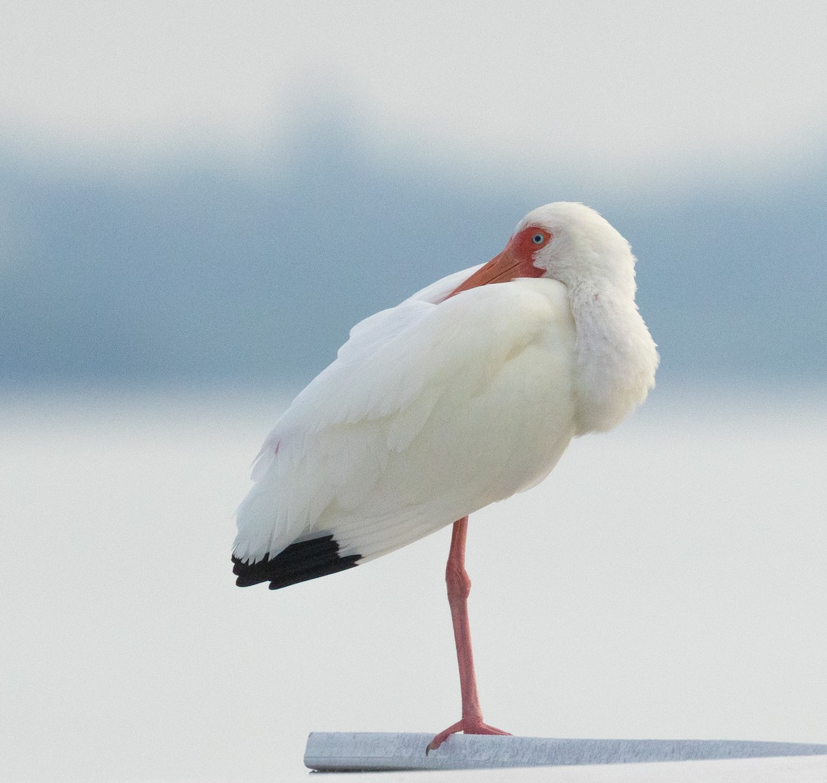 White Ibis - ML646343882