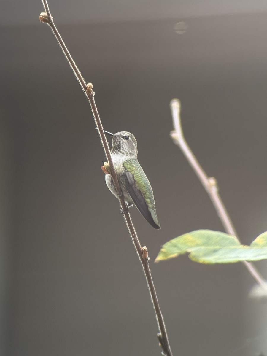 Anna's Hummingbird - ML646343883