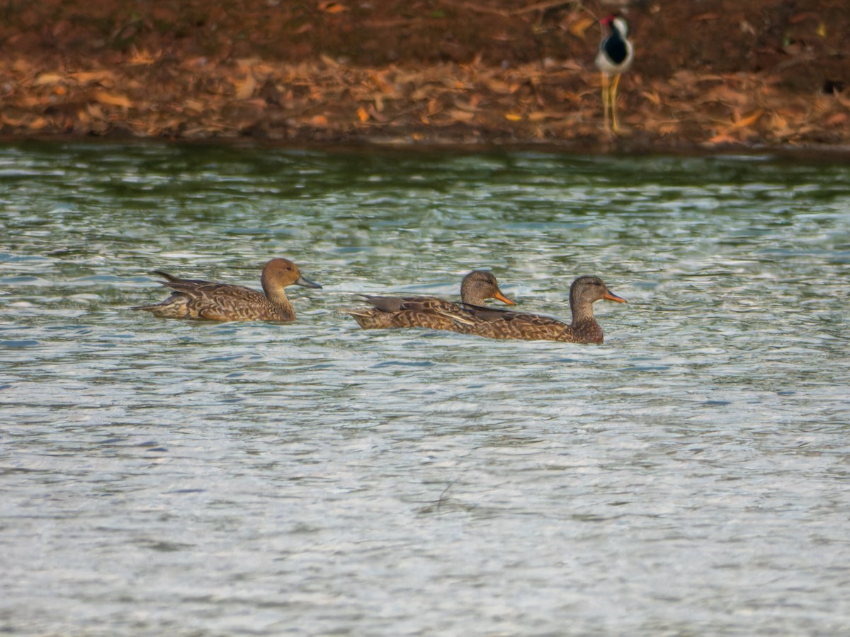 Gadwall - ML646343884