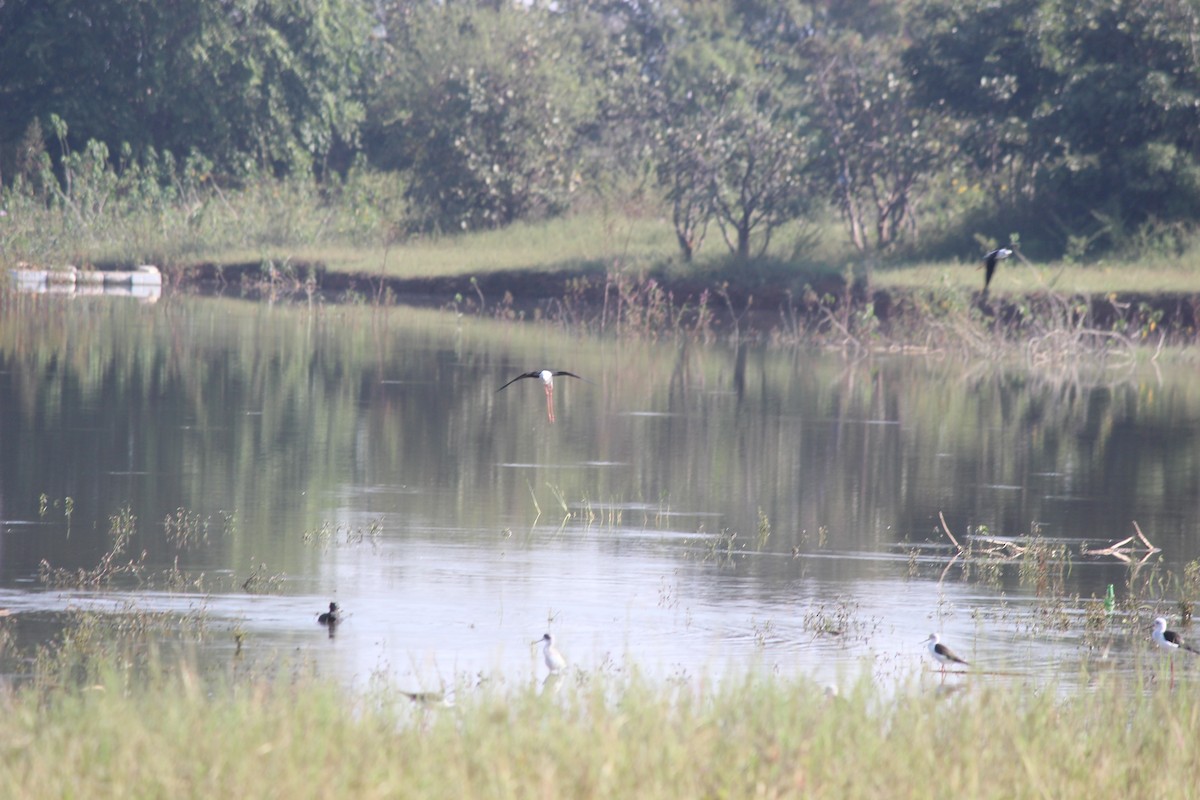 Zankaluze eurasiarra - ML646343885