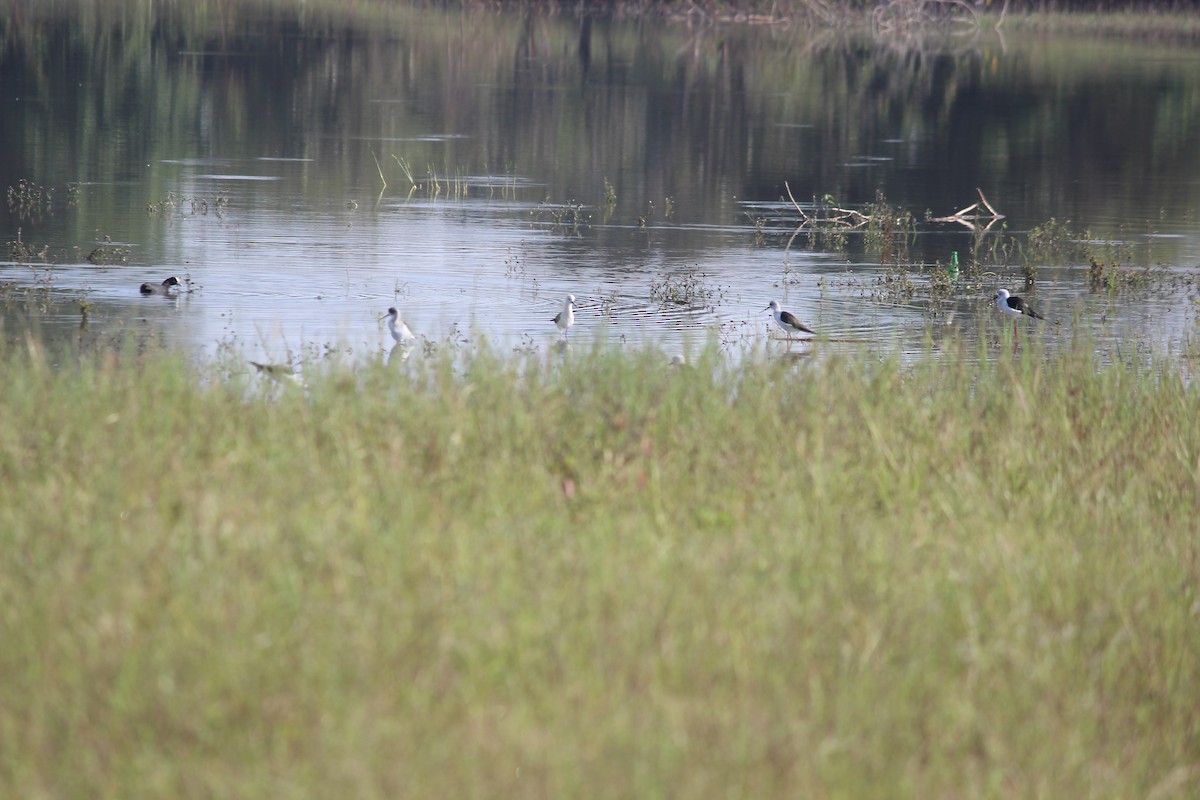 Zankaluze eurasiarra - ML646343886