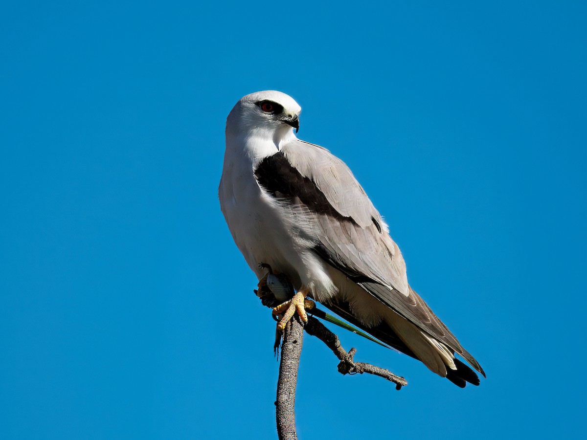 Black-shouldered Kite - ML646343887