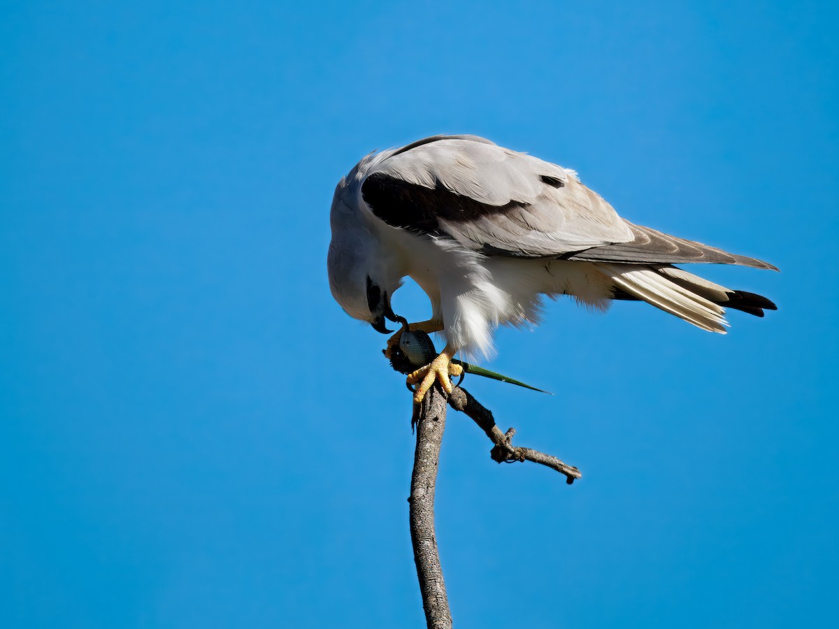 Black-shouldered Kite - ML646343888
