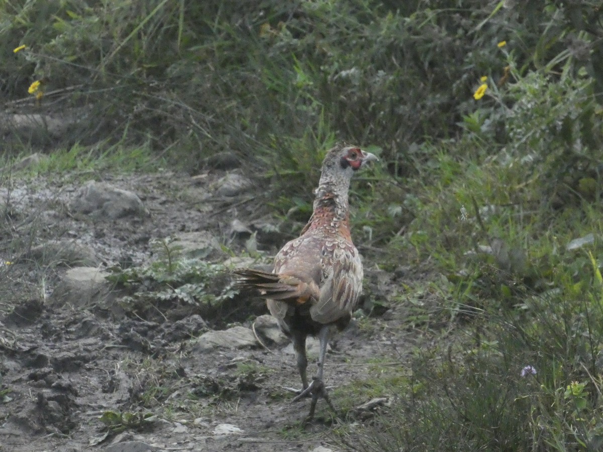 Ring-necked Pheasant - ML646343889